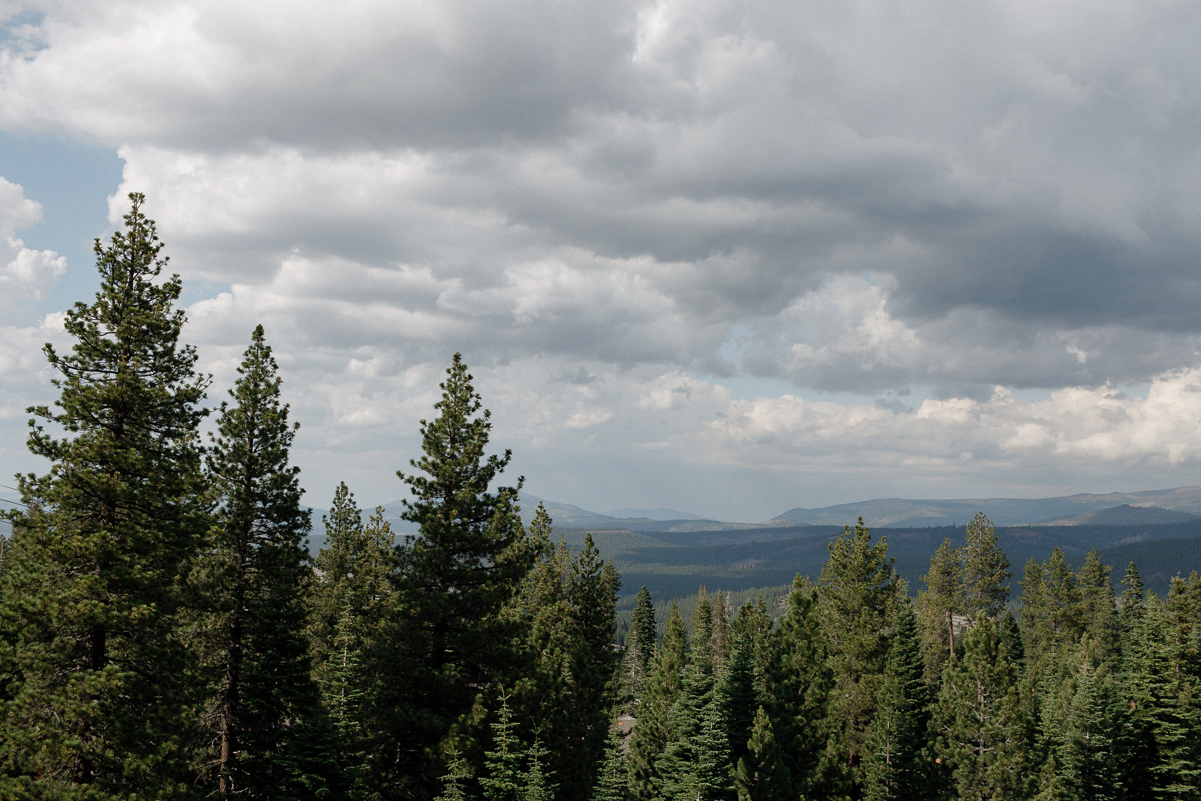 Elegant pine forest under a dramatic cloudy sky with distant mountains, perfect for luxury wedding photography backdrop.