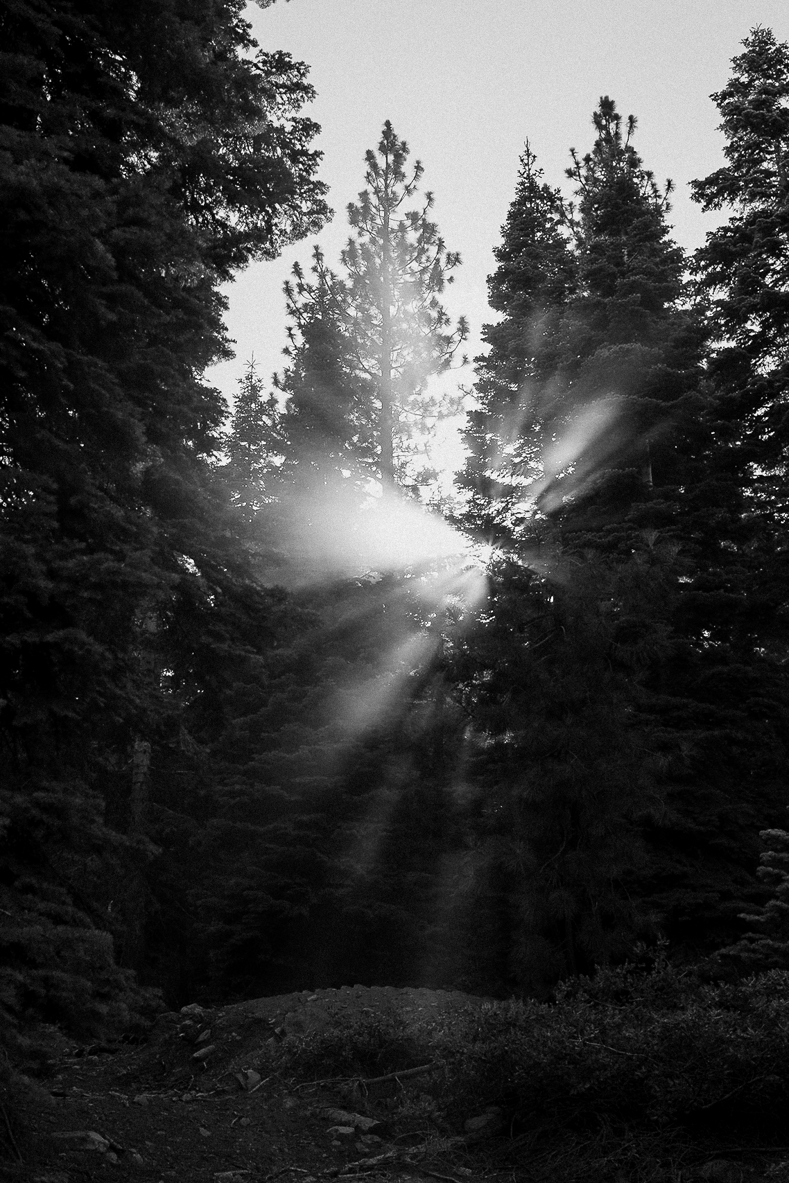Black and white photo of sunbeams through Tahoe pines, perfect for Ritz-Carlton wedding ambiance and luxury forest ceremonies.