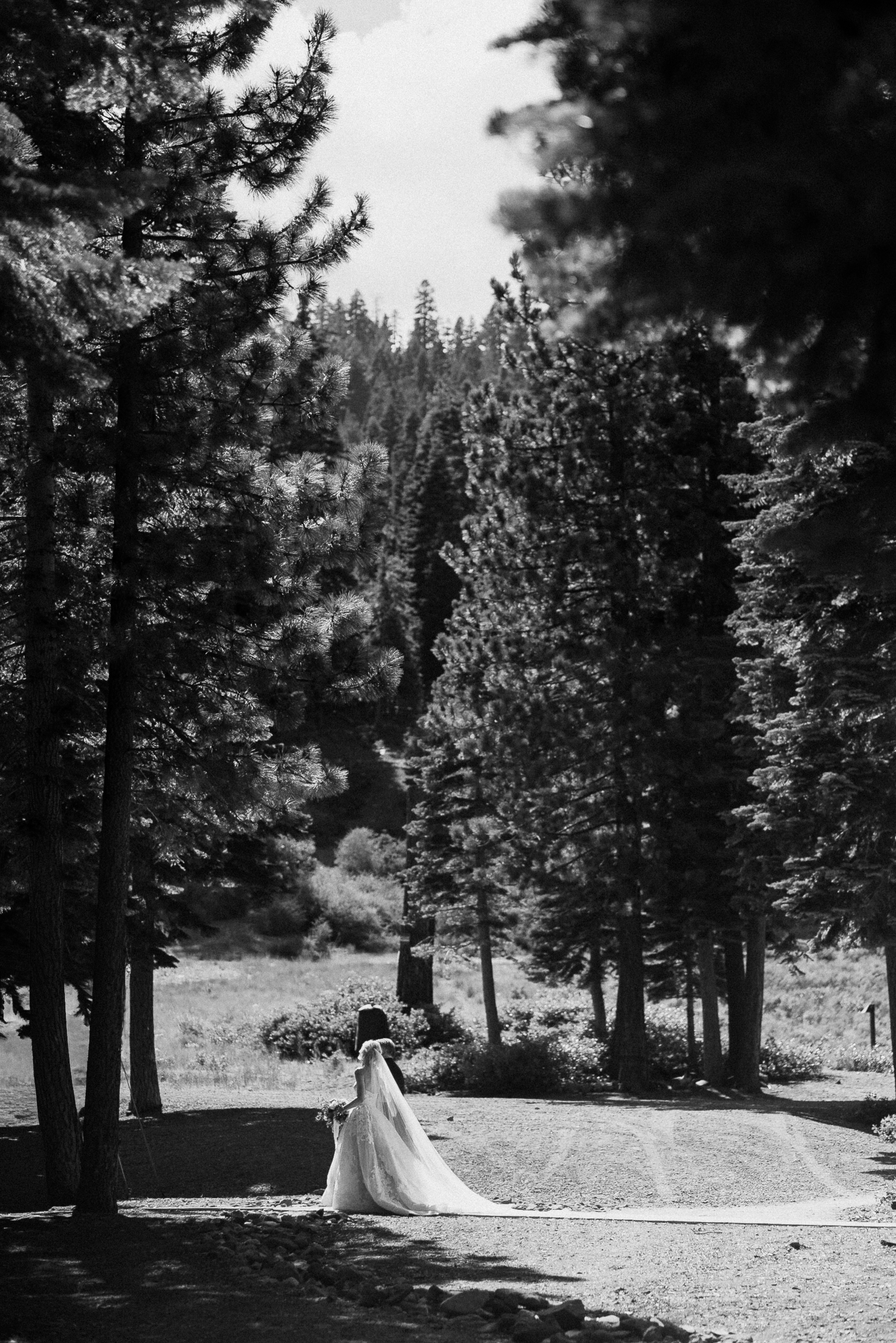 Bride in long dress walks alone on a path lined with tall pines in Lake Tahoe mountains, captured in black and white.