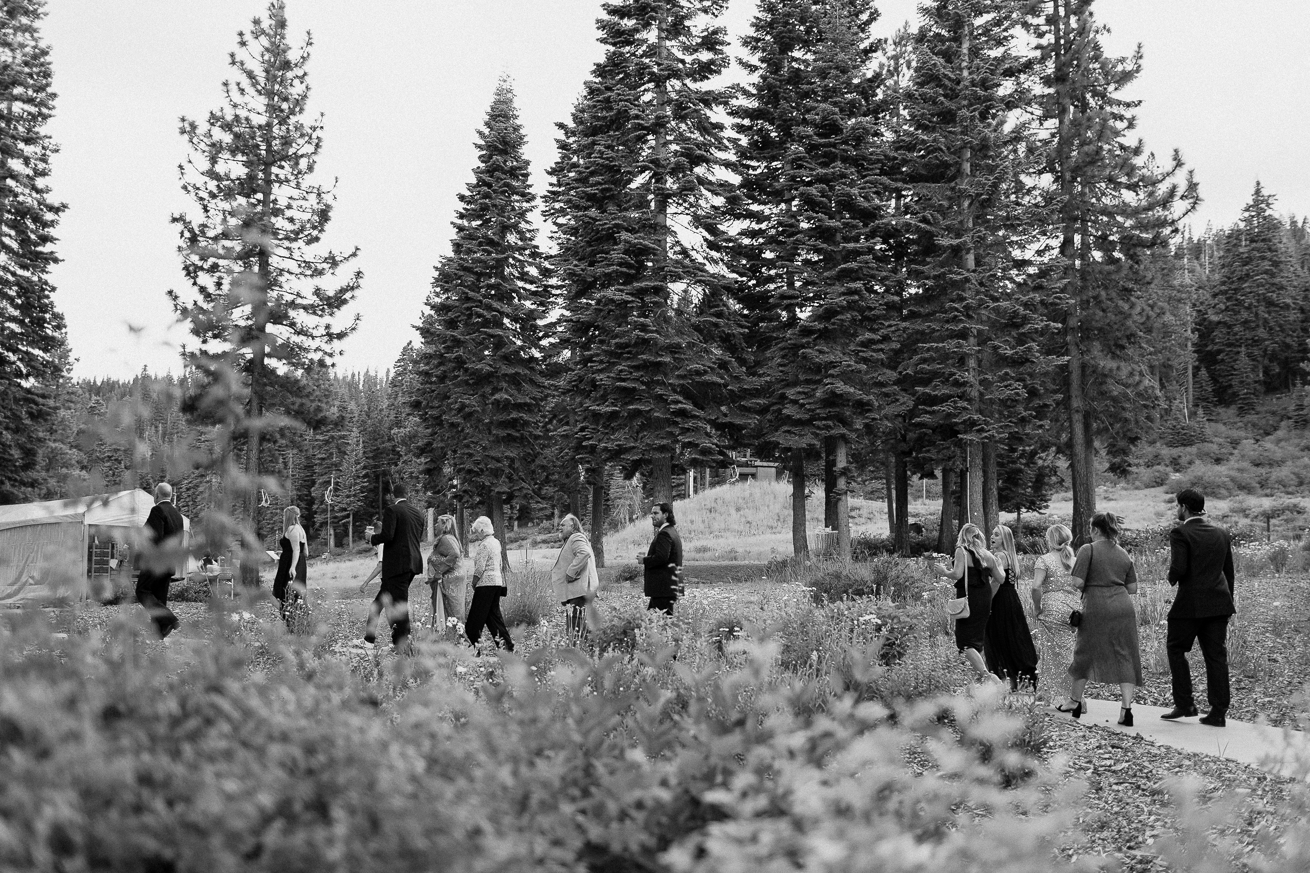 People in semi-formal attire walk a path through tall pines and wildflowers by Lake Tahoe. Black-and-white photo, wedding setting.