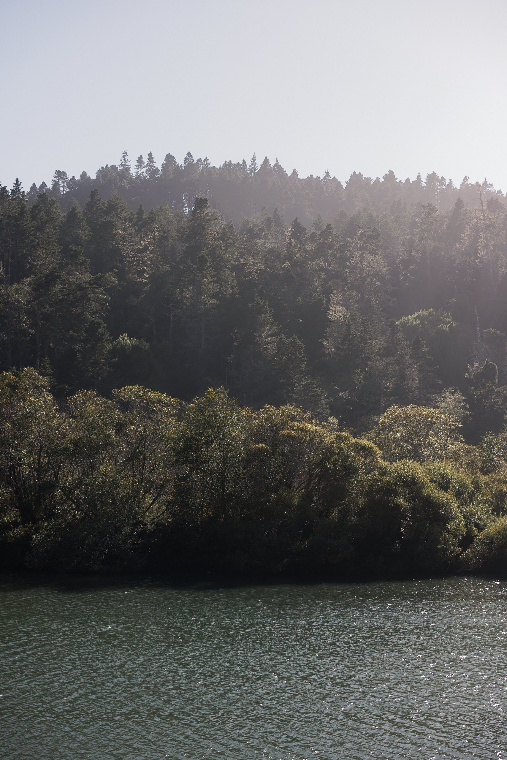 Mendocino River: Serene, Lush Forest, Sunlit Contrast - Perfect Wedding Photography Scene.