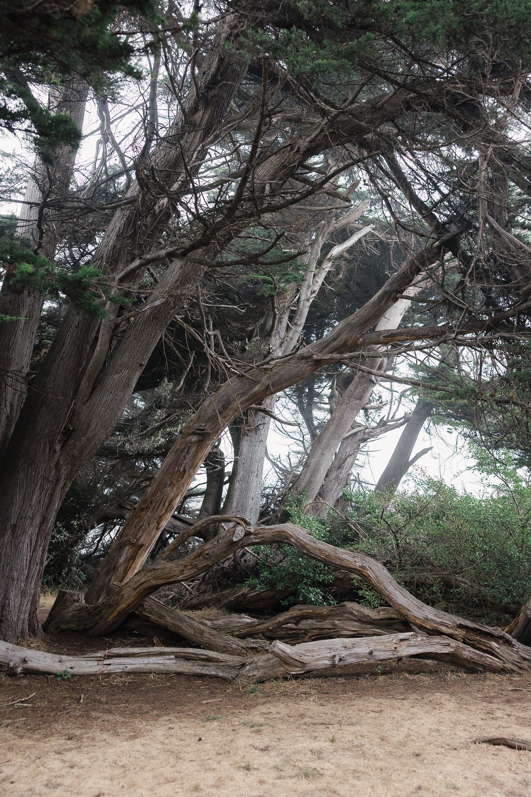 Captivating Mendocino Wedding: Twisted Trees & Cloudy Sky - Wild Natural Elegance Photography.