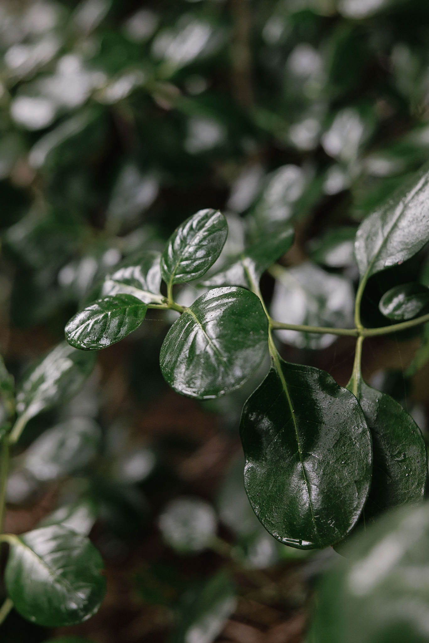 Close-up of vibrant green leaves with a smooth texture, set against a dark, blurred Mendocino backdrop.
