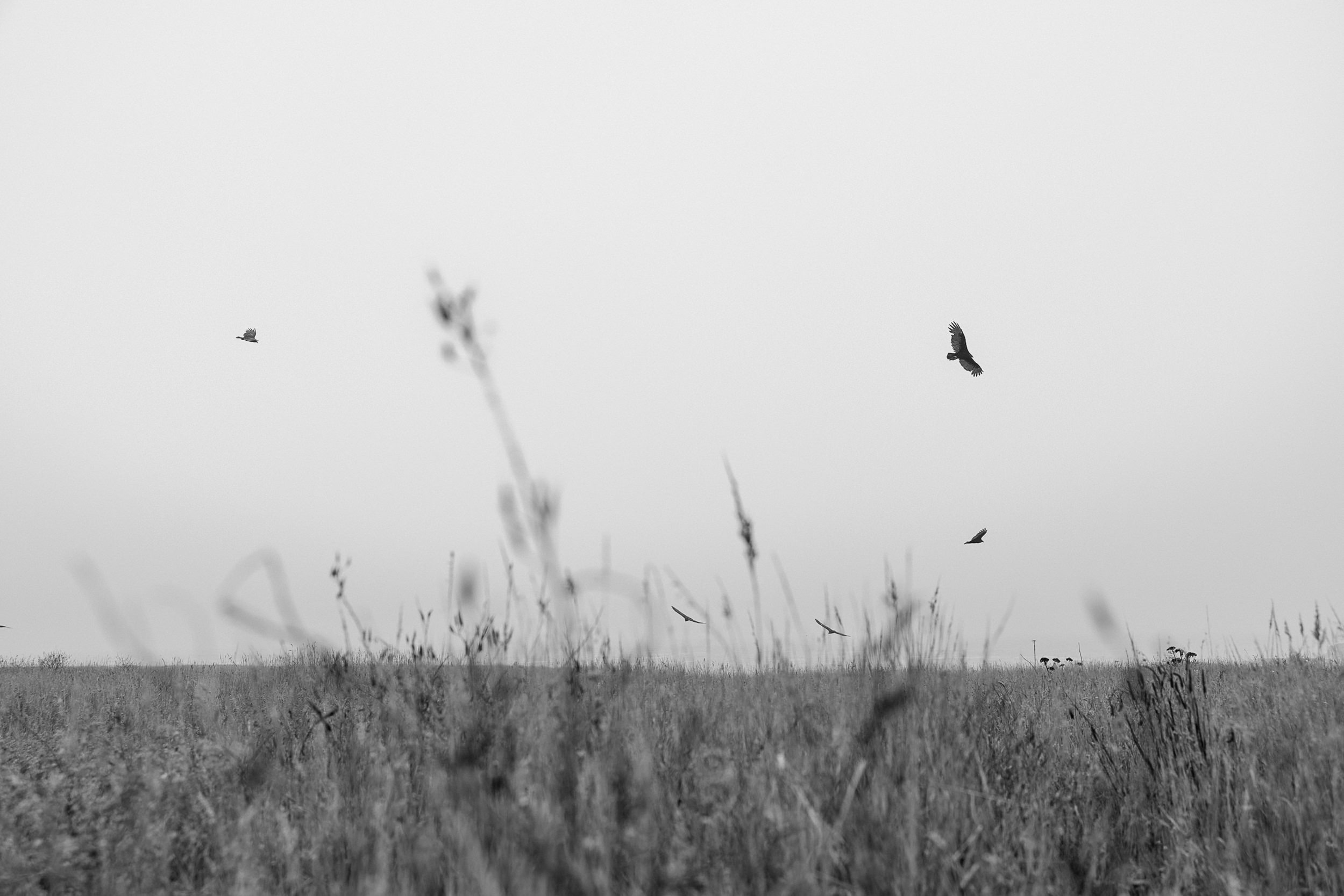 Elegant black and white Mendocino wedding photography: serene field, soaring birds, overcast sky.