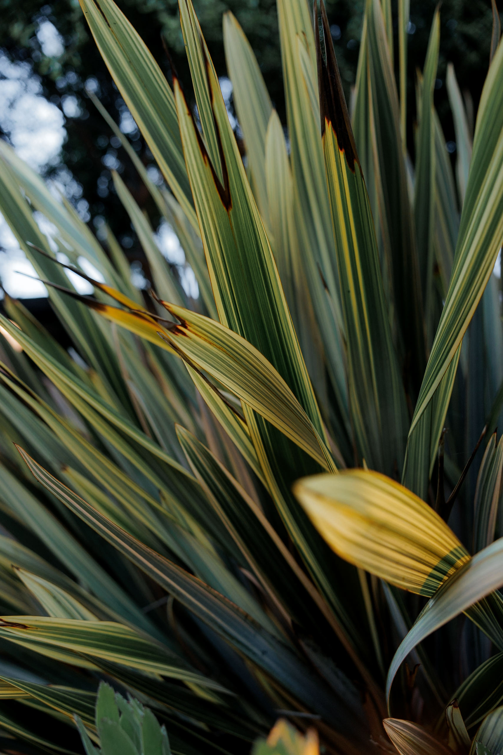 Stunning green leaves with yellow accents in a lush Mendocino backdrop.