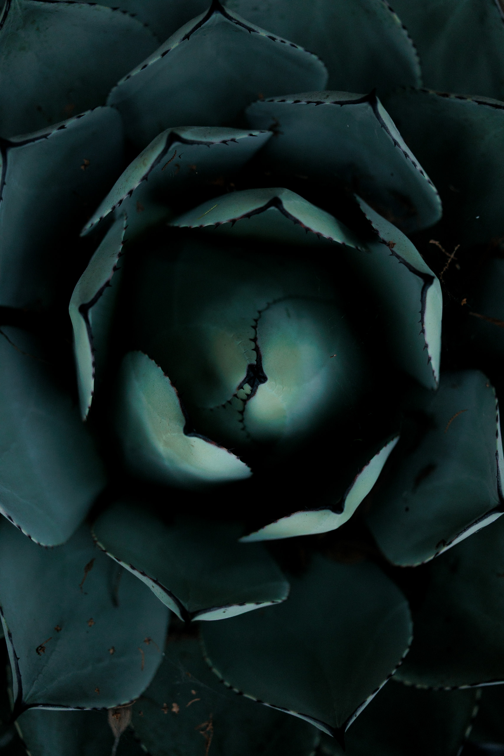 Close-up of Mendocino succulent with dark green geometric leaves, perfect for wedding photography backdrops.
